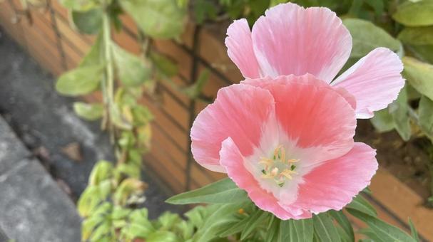 ピンク色の花 スイートピー,花,植物の写真素材