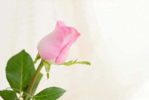 Rose flower, JPG