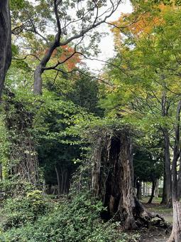 森の紅葉 紅葉,森,自然の写真素材