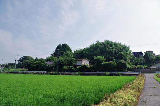 水田のある夏の田舎の風景 水田のある夏の田舎の風景 田園風景,田園,水田の写真素材