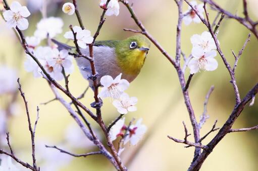 梅の枝にとまるメジロ 鳥,メジロ,春の写真素材