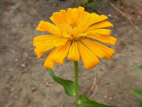 [Flower photo] Zinnia elegans, JPG