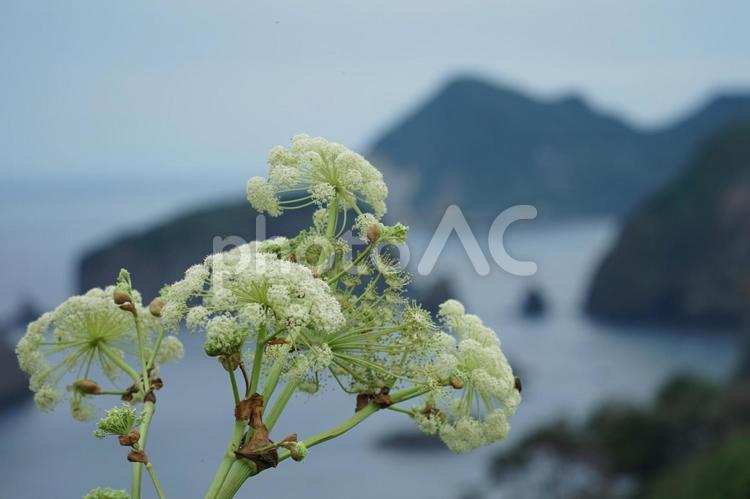 伊豆　あいあい岬に咲く白い花 伊豆,南伊豆,あいあい岬の写真素材