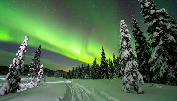 雪の積もる針葉樹林とキレイなオーロラの写真