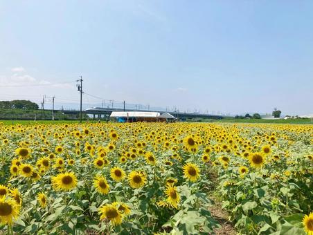 大垣ひまわり畑 大垣ひまわり畑 岐阜県大垣市,大垣ひまわり畑,ひまわりの写真素材