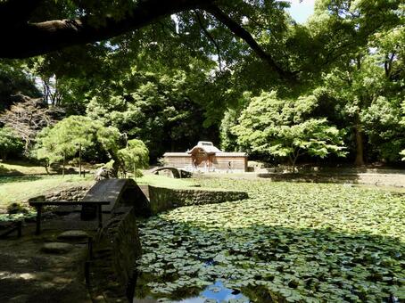 小石川後楽園内庭 小石川後楽園,後楽園,庭園の写真素材
