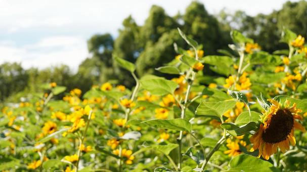 向日葵 向日葵の写真