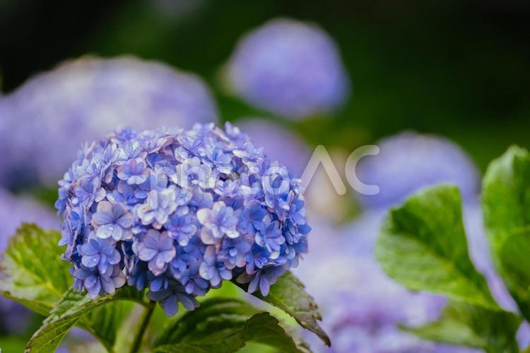 小平あじさい公園に咲くピンク色のあじさい 日本,東京,小平の写真素材