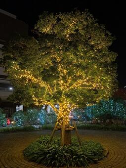 ライトアップ ライトアップ,イルミネーション,クリスマスの写真素材