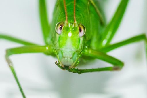 キリギリスの顔 キリギリスの顔の写真