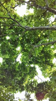 下から見上げた木々 下から見上げた木々 木の葉,緑,木の写真素材