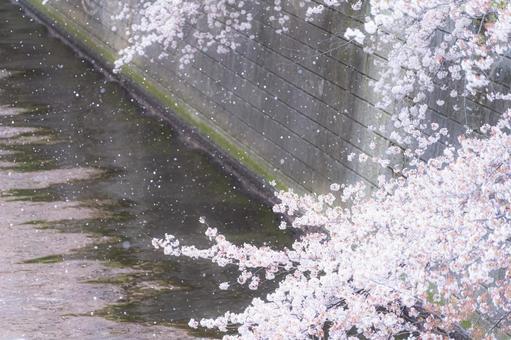 Cherry blossoms falling along the river, JPG
