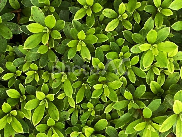 秋の草木 秋,あき,草木の写真素材
