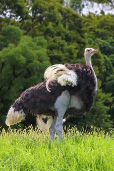 ダチョウの太もも ダチョウの太ももの写真