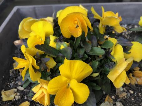 ビタミンカラーのパンジー ビタミンカラーのパンジーの写真