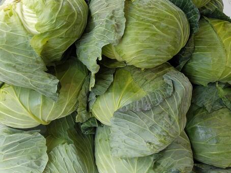 キャベツ キャベツ,野菜,葉野菜の写真素材