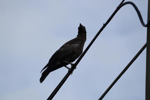 カラス カラスの写真