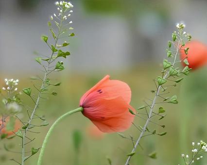 Corn poppy, JPG