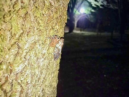 ニイニイゼミの羽化 ニイニイゼミの羽化 ニイニイゼミの,セミ,羽化の写真素材