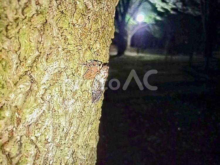 ニイニイゼミの羽化 ニイニイゼミの,セミ,羽化の写真素材