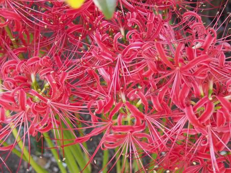 Red spider lily (Higanbana), JPG Red spider lily (Higanbana), JPG