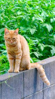 ブロック塀の上で座る猫 ブロック塀の上で座る猫の写真