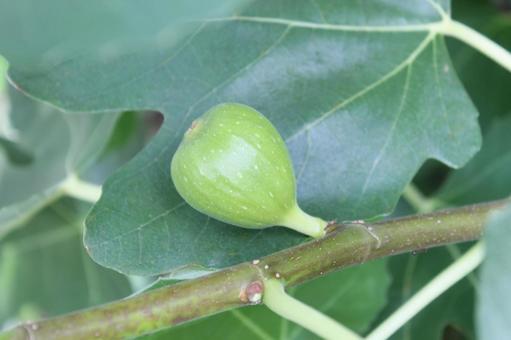 Photo, figs, early summer, blue fruit, 