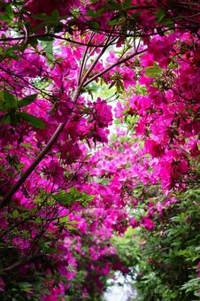 Azalea tunnel at Busshozan Park in early May, JPG