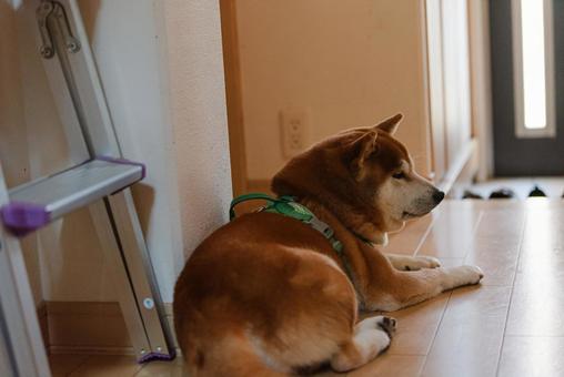 じいじを目で追う柴犬 じいじを目で追う柴犬 柴犬,しばいぬ,日本犬の写真素材