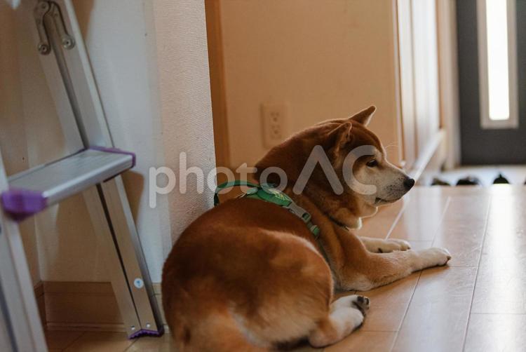 じいじを目で追う柴犬 柴犬,しばいぬ,日本犬の写真素材