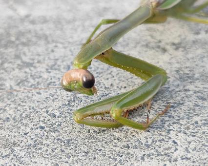 オオカマキリの写真