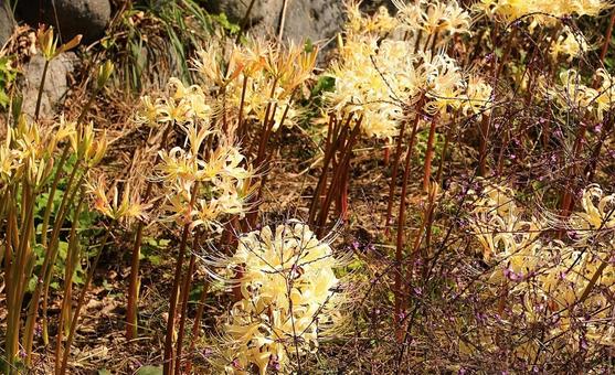秋　雲上殿　白い彼岸花2の写真