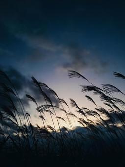 秋の曽爾高原 曽爾高原,ススキ,ライトアップの写真素材