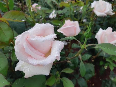 白いバラ01 白いバラ01 バラ,薔薇,植物の写真素材