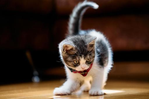 遊ぶ子猫 遊ぶ子猫 マンチカン,猫,子猫の写真素材