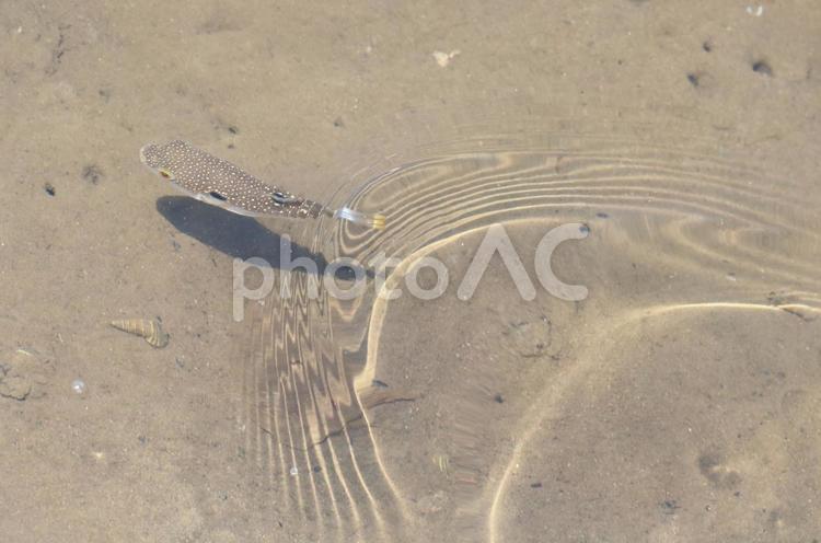 クサフグ クサフグ,魚,動物の写真素材