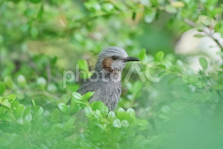 ヒヨドリ５ 鳥,野鳥,野山の鳥の写真素材