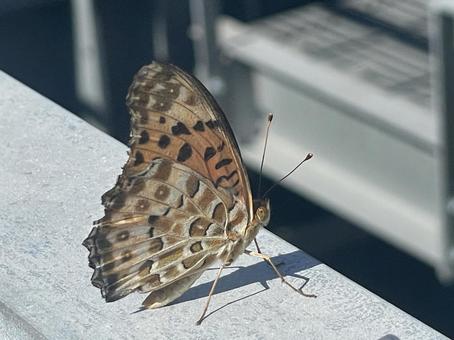 幸せを運ぶチョウ(隠れハート) 幸せを運ぶチョウ(隠れハート) チョウ,ハート,隠れハートの写真素材