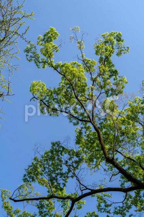 青空と新芽の鮮やかな緑がまぶしい 青空,新緑,空の写真素材