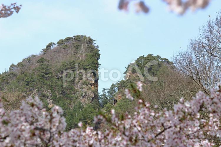 桜と道遊の割戸 佐渡,道遊の割戸,世界遺産の写真素材