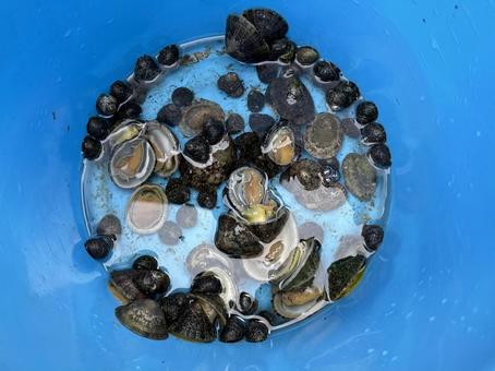 海の生き物 海の生き物 海の生き物,海,磯遊びの写真素材
