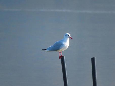 杭の上に留まるユリカモメ ユリカモメ,野鳥,動物の写真素材