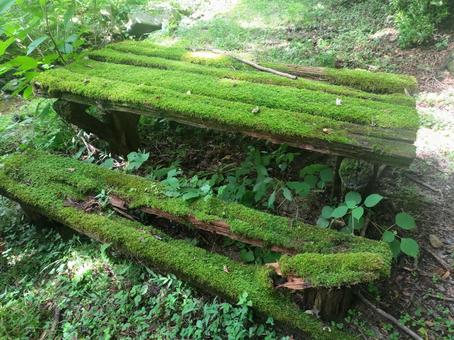 森の中の椅子 森,椅子,苔の写真素材
