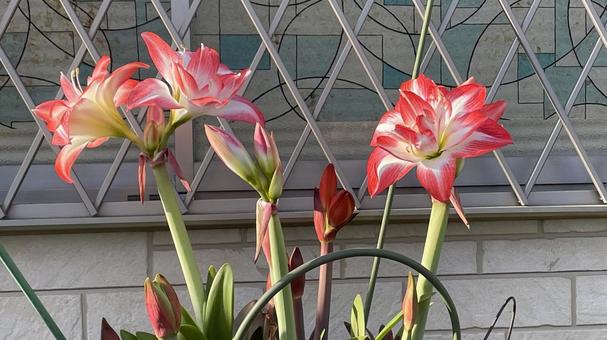紅い花① 紅い花① 花,植物,フラワーの写真素材