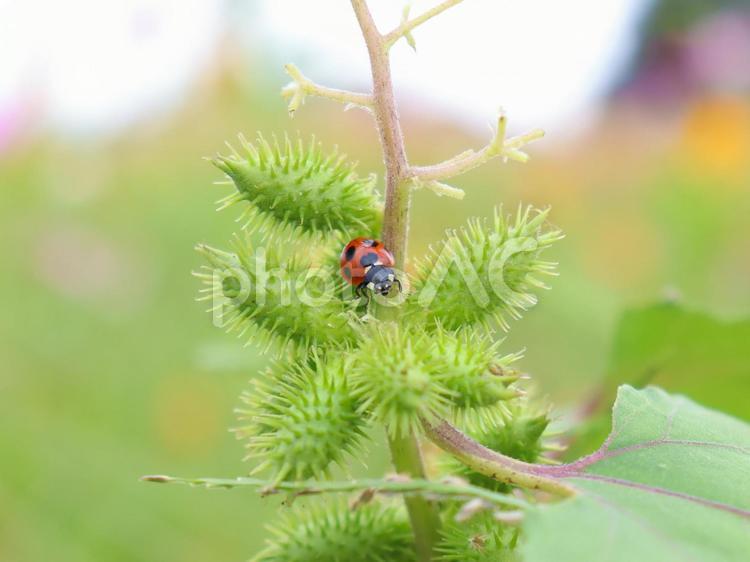 てんとう虫とくっつきむし オナモミ,てんとう虫,ナナホシテントウの写真素材