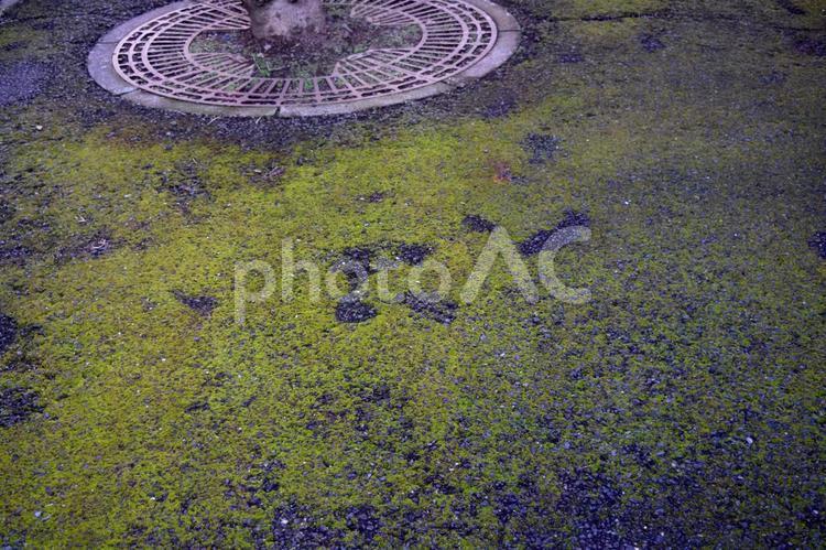 木の根元のアスファルトに生えるコケの仲間 木,根元,コケの写真素材