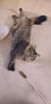 ねこ ねこの写真