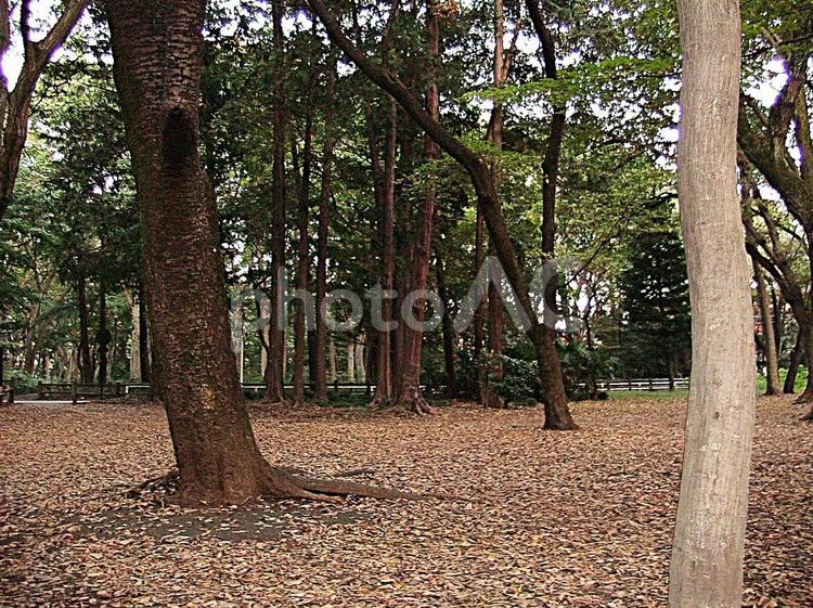 井の頭公園の雑木林 井の頭公園,都立公園,木の写真素材