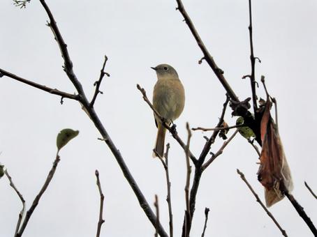 野鳥 小鳥,野鳥,自然の写真素材