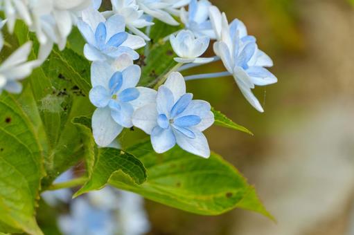 淡い青が美しいガクアジサイの花 淡い青が美しいガクアジサイの花 ガクアジサイ,紫陽花,花の写真素材